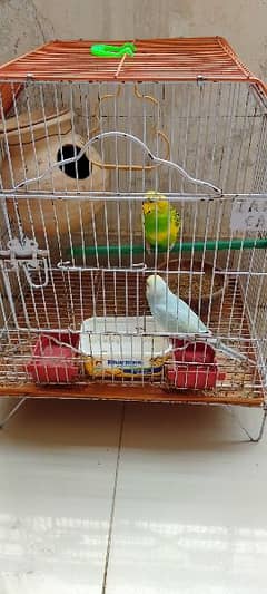 Australian parrot pair with cage for sale