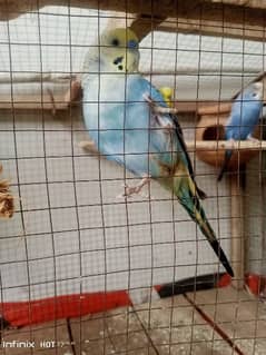 Budgie