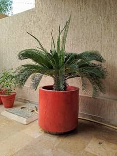 kangi palm/sago palm