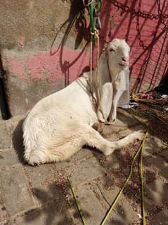 gulaby bakri goat for sale
