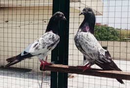 Pigeons available for sale 0308-5000940