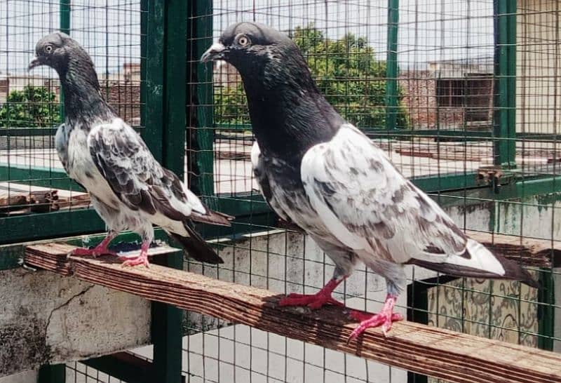 Pigeons available for sale 0308-5000940 1