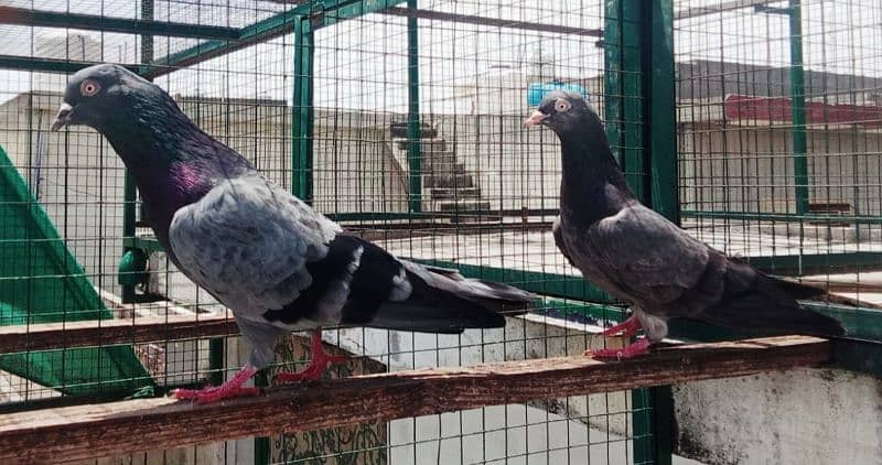 Pigeons available for sale 0308-5000940 3