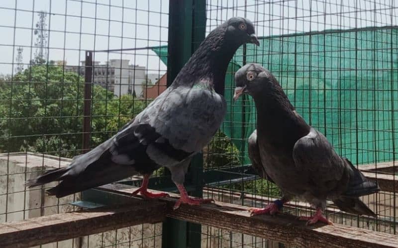 Pigeons available for sale 0308-5000940 4