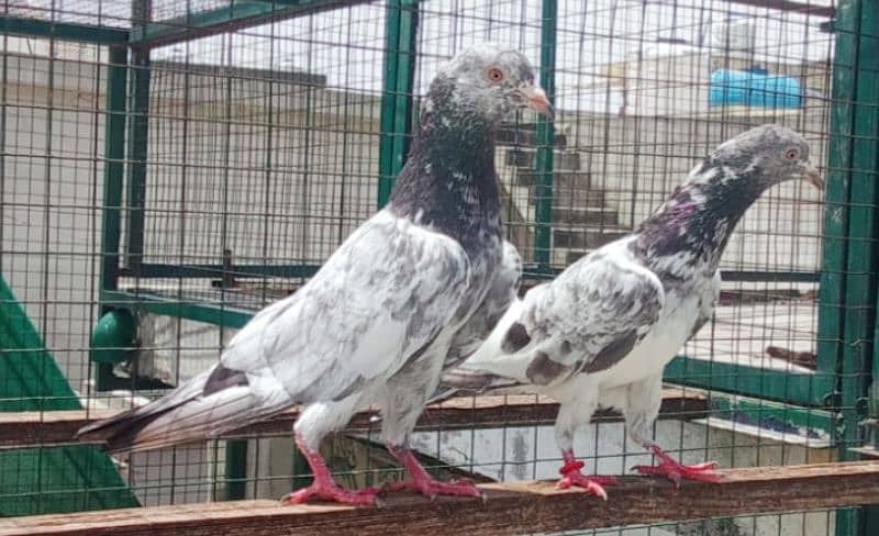 Pigeons available for sale 0308-5000940 6