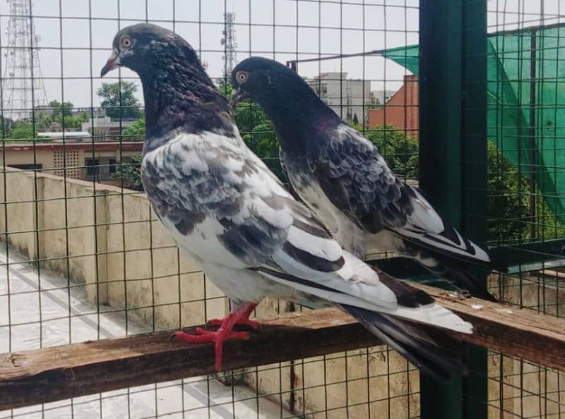 Pigeons available for sale 0308-5000940 7