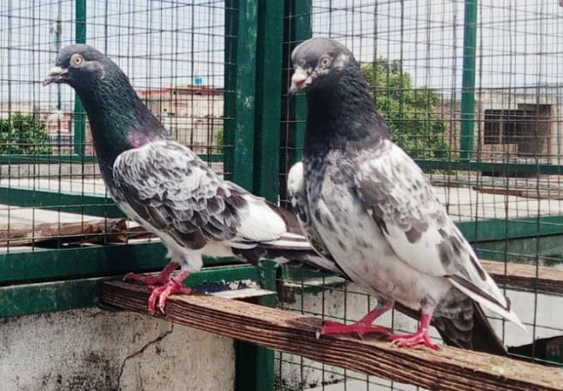 Pigeons available for sale 0308-5000940 9