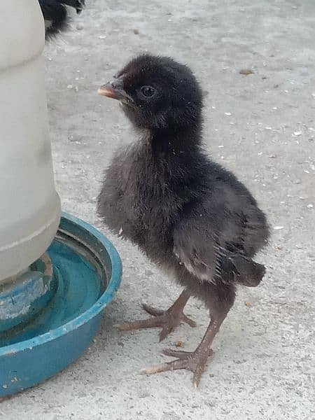 ASTRALOP CHICK 0