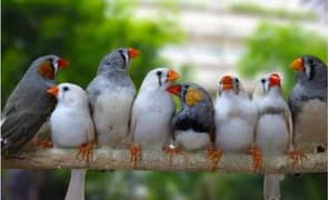 white and grey mix finches home breed
