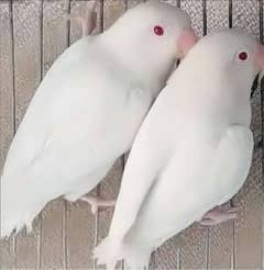 albino red eyes pair