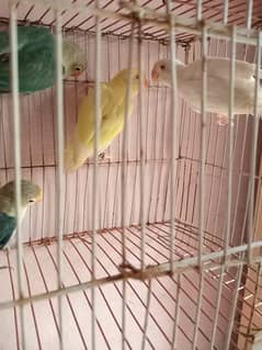Green Fisher, Parblue,Split Ino , Creamino , Albino Red Eyes Available