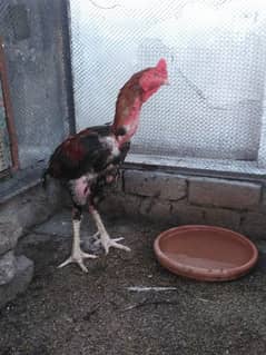 Pure Aseel long height murga and 1 Aseel hen for sale