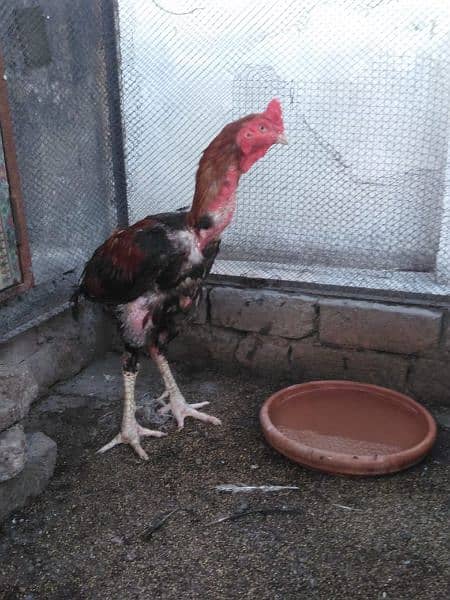 Pure Aseel murga and 3 Aseel hens for sale 0