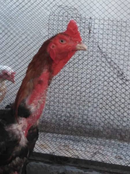 Pure Aseel murga and 3 Aseel hens for sale 2