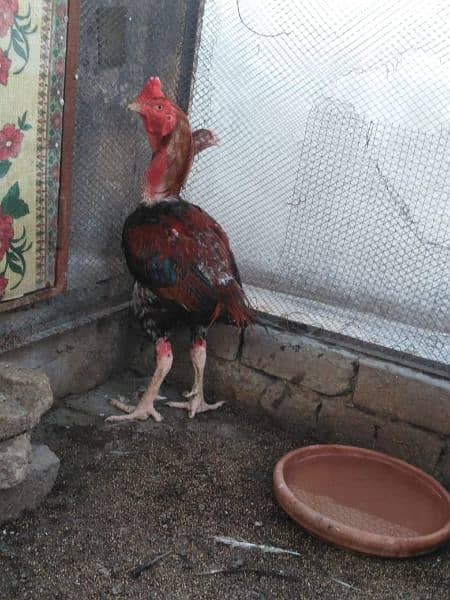 Pure Aseel murga and 3 Aseel hens for sale 3