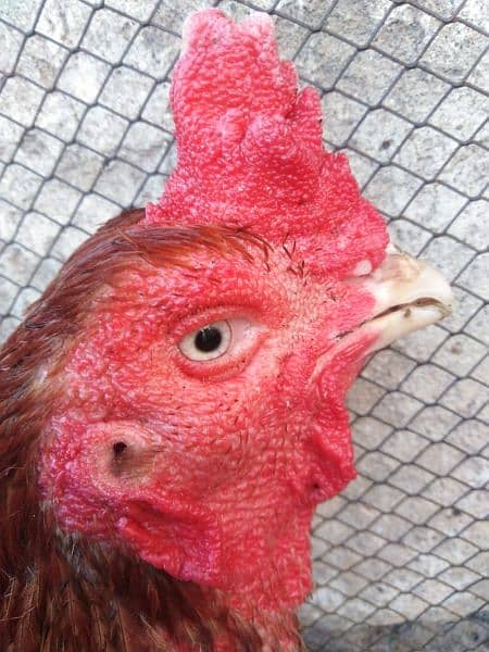 Pure Aseel murga and 3 Aseel hens for sale 5