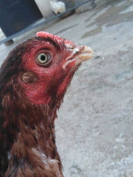 Pure Aseel murga and 3 Aseel hens for sale 7