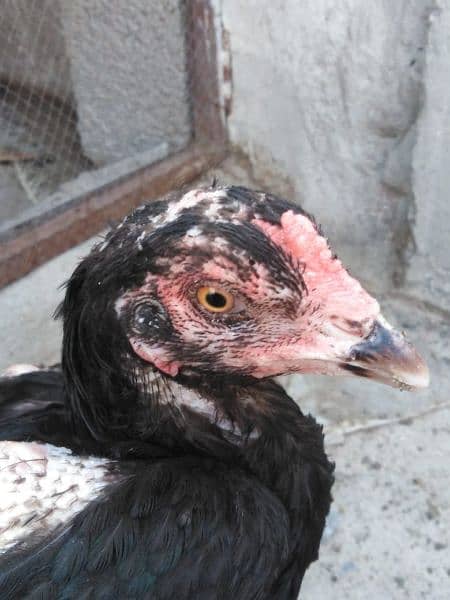 Pure Aseel murga and 3 Aseel hens for sale 8