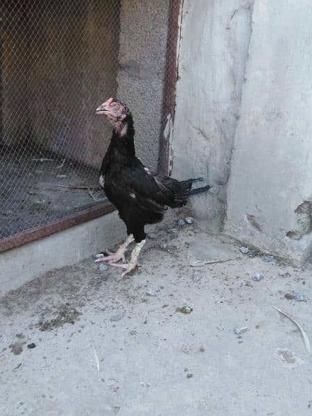 Pure Aseel murga and 3 Aseel hens for sale 9