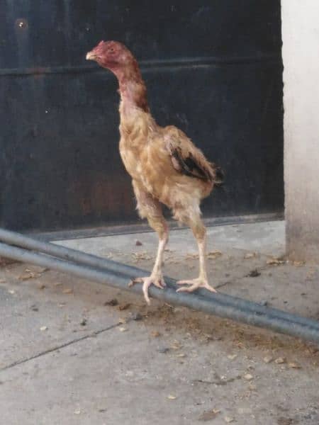 Pure Aseel murga and 3 Aseel hens for sale 10