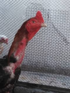 1 Aseel male and 4 aseel female and 7 aseel chicks for sale
