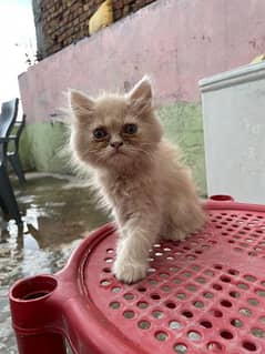 persian cat