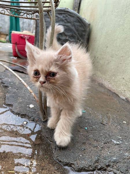 persian cat 2