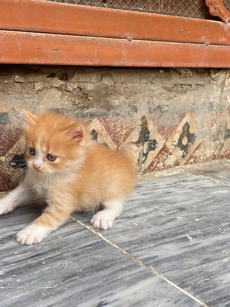 gray eyes Persian kittens available 3