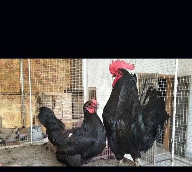 Golden misri A Grade Breeder Australorp A Grade Breeder 0