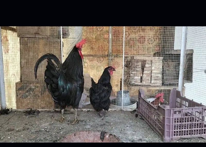 Golden misri A Grade Breeder Australorp A Grade Breeder 1