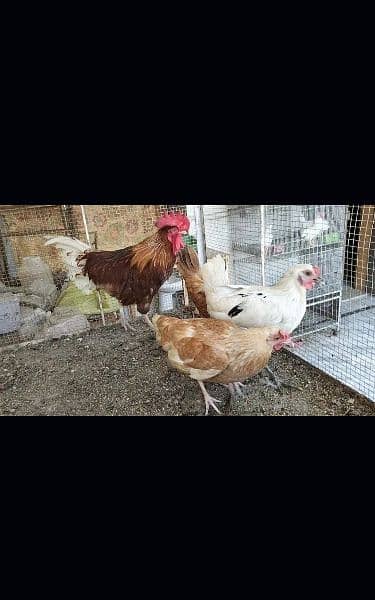 Golden misri A Grade Breeder Australorp A Grade Breeder 2