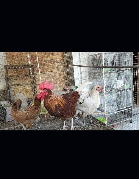 Golden misri A Grade Breeder Australorp A Grade Breeder 3