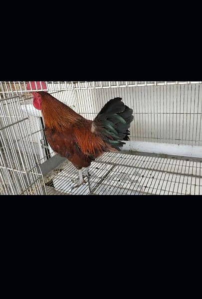 Golden misri A Grade Breeder Australorp A Grade Breeder 4