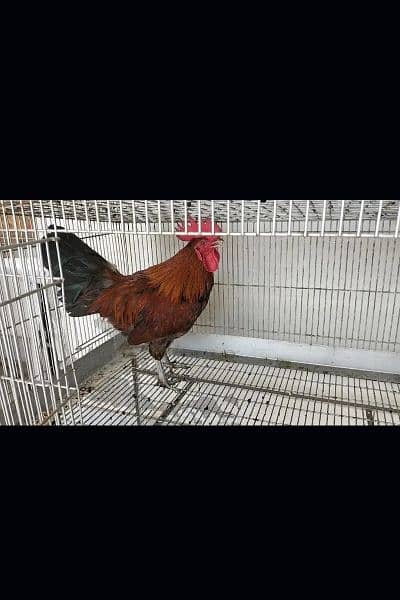 Golden misri A Grade Breeder Australorp A Grade Breeder 5