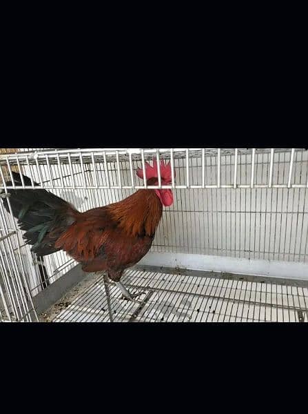 Golden misri A Grade Breeder Australorp A Grade Breeder 6