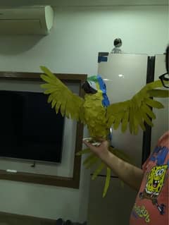 Handmade Macaw Parrot