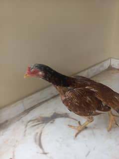 One hen 1 year Rs 3000 three chicks 1000 each 0