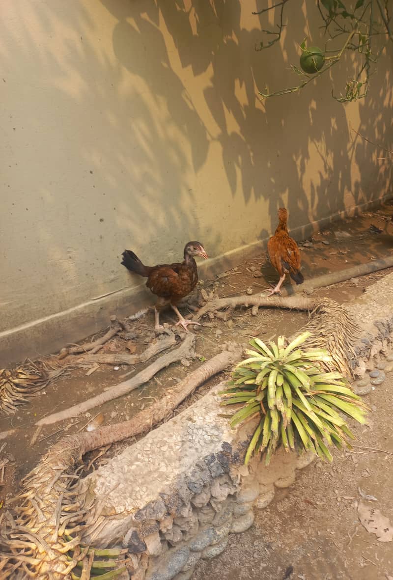 One hen 1 year Rs 3000 three chicks 1000 each 1