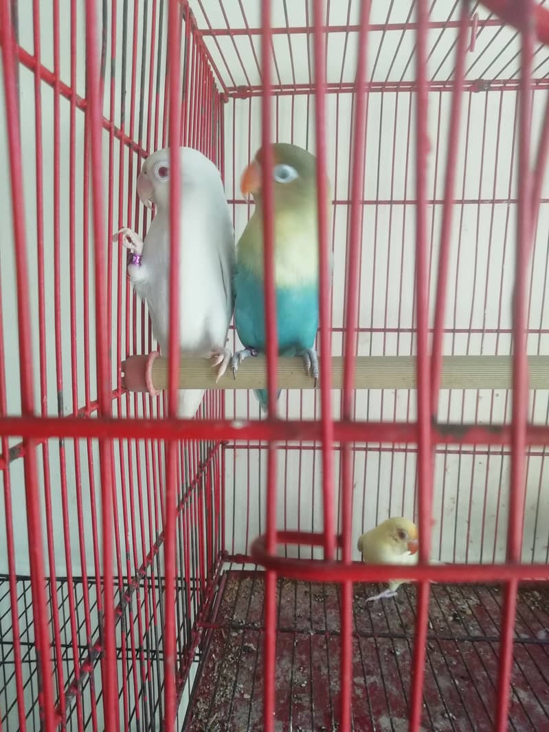 Love birds albino red and parblue 1