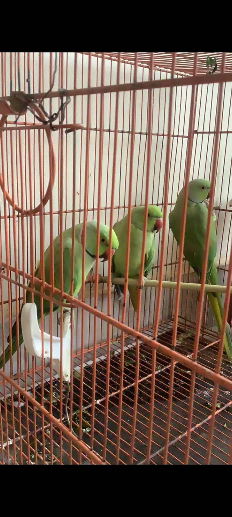 Parrot for sale 9000 each 0