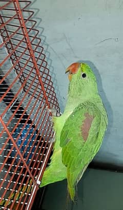 raw parrot sale 5 month phone number 03249432019