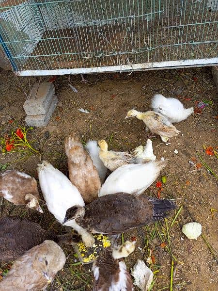 Pecock chicks ofdifferent breed for sale 2