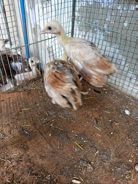 Pecock chicks ofdifferent breed for sale 4