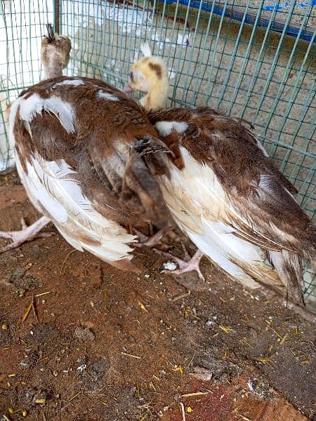 Pecock chicks ofdifferent breed for sale 7