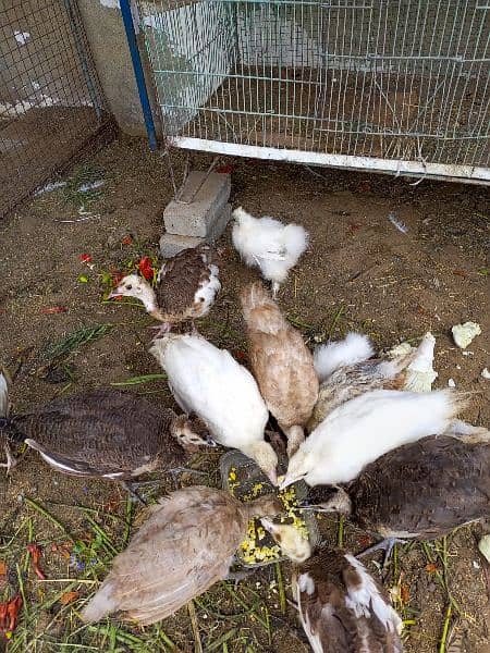 Pecock chicks ofdifferent breed for sale 10