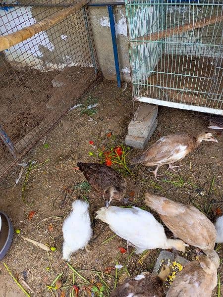 Pecock chicks ofdifferent breed for sale 15