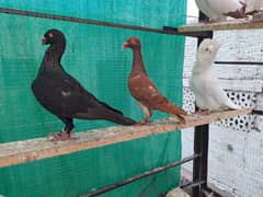 Supreme Quality Frillback breeding pair fancy  pigeons/ kabooter