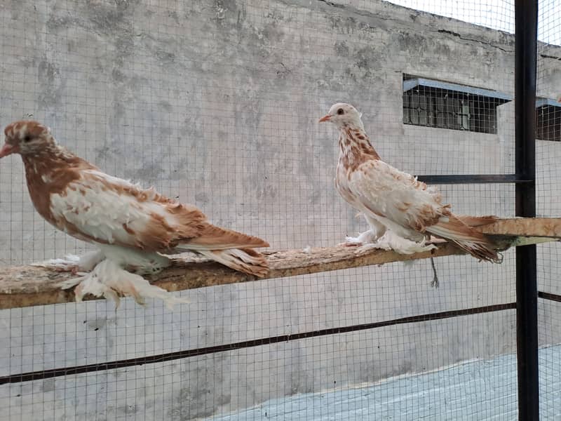 Supreme Quality Frillback breeding pair fancy  pigeons/ kabooter 0