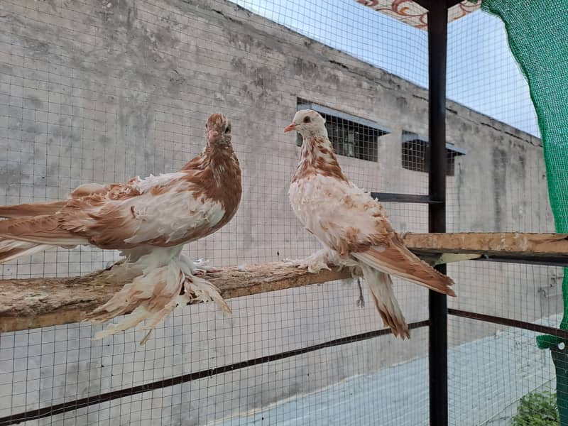 Supreme Quality Frillback breeding pair fancy  pigeons/ kabooter 1