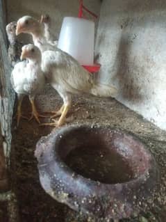 4 chicks heera breed for sale
